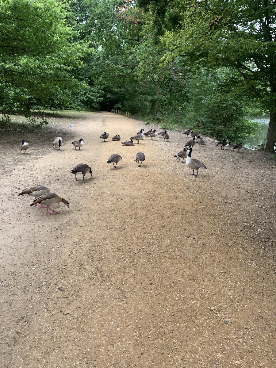 LisaLovell10's tweet photo. #runningthegauntlet @UniofReading https://t.co/YbvikvPFVl