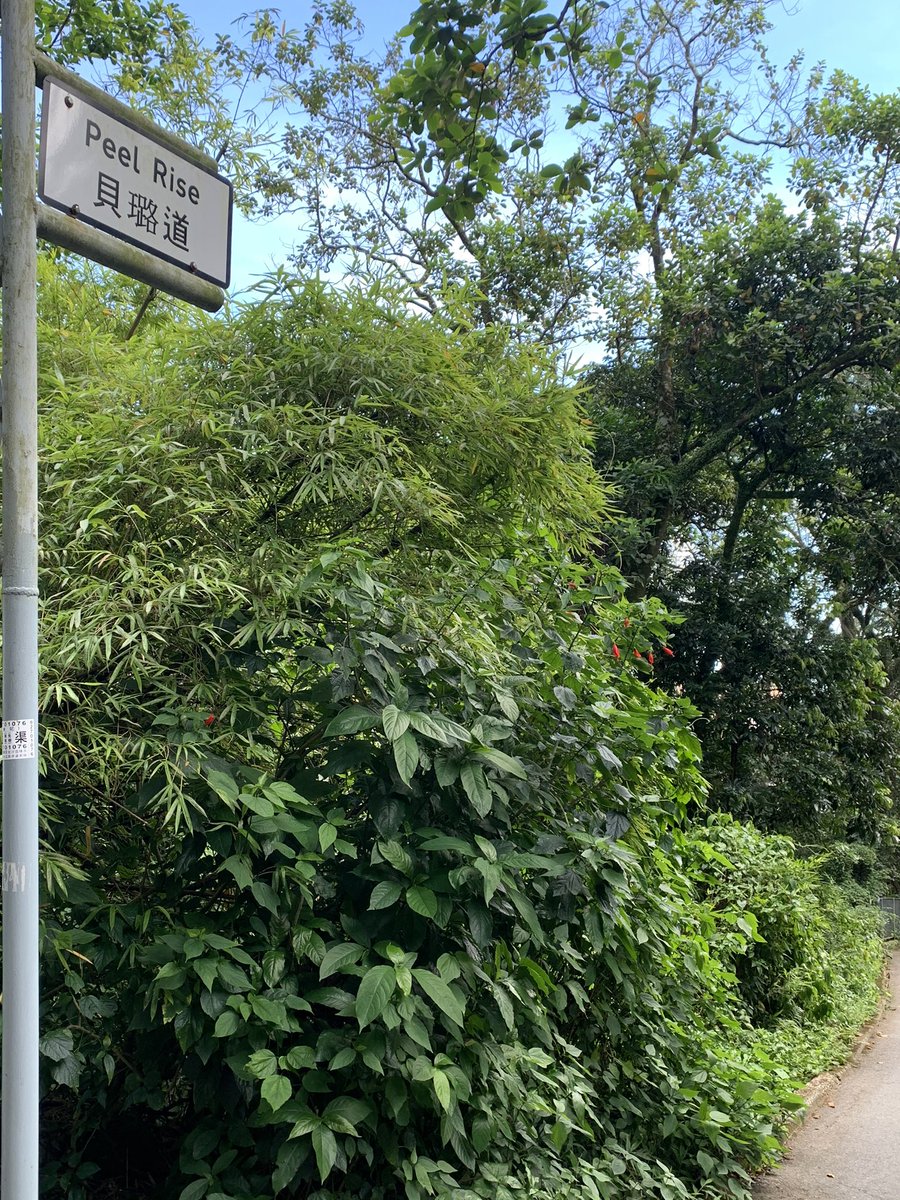 The route starts at Peel Rise and looks pretty straightforward. Although I am cursed with directional insanity so there’s still a good chance I’ll get lost.