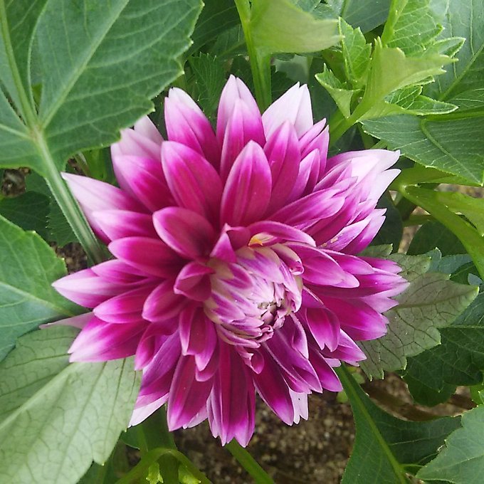 キク科のtwitterイラスト検索結果 古い順