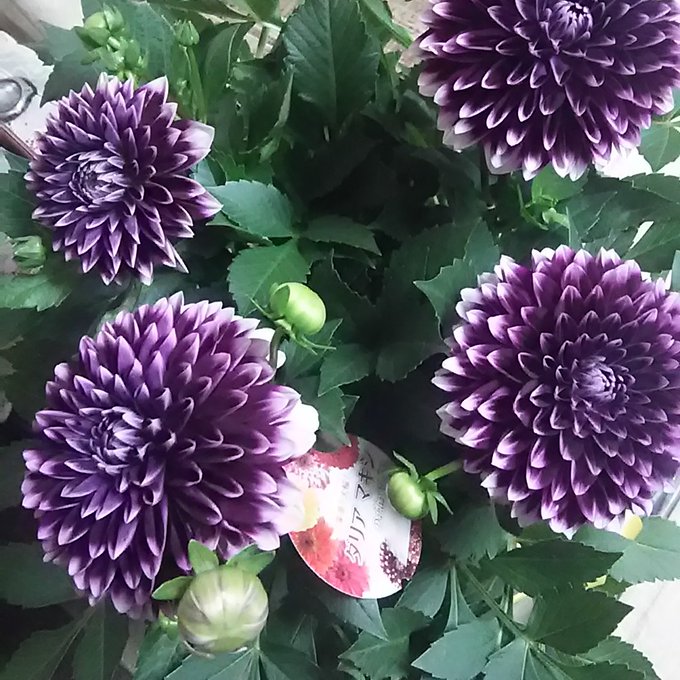 キク科のtwitterイラスト検索結果 古い順