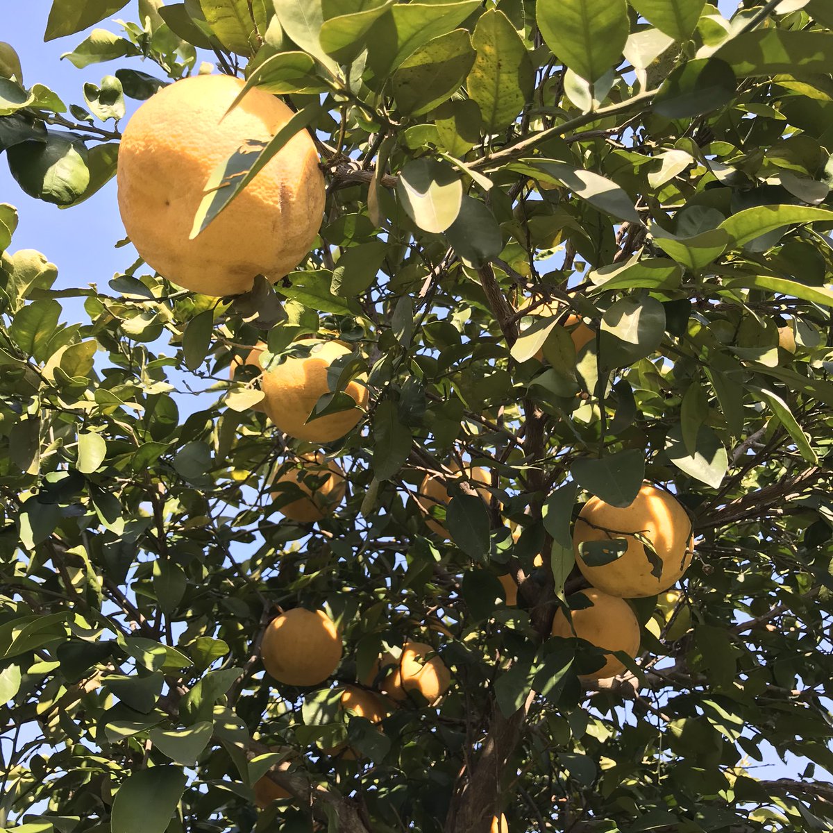 Third, the fruit! Wow. What can I say? Pakistan doesn’t just have the best  #mangoes we’ve ever tasted, but also best peaches, grapefruits & strawberries (not to mention cherries & apricots from Hunza). We’ve made pies, jams, ice cream and chutney from them all! 