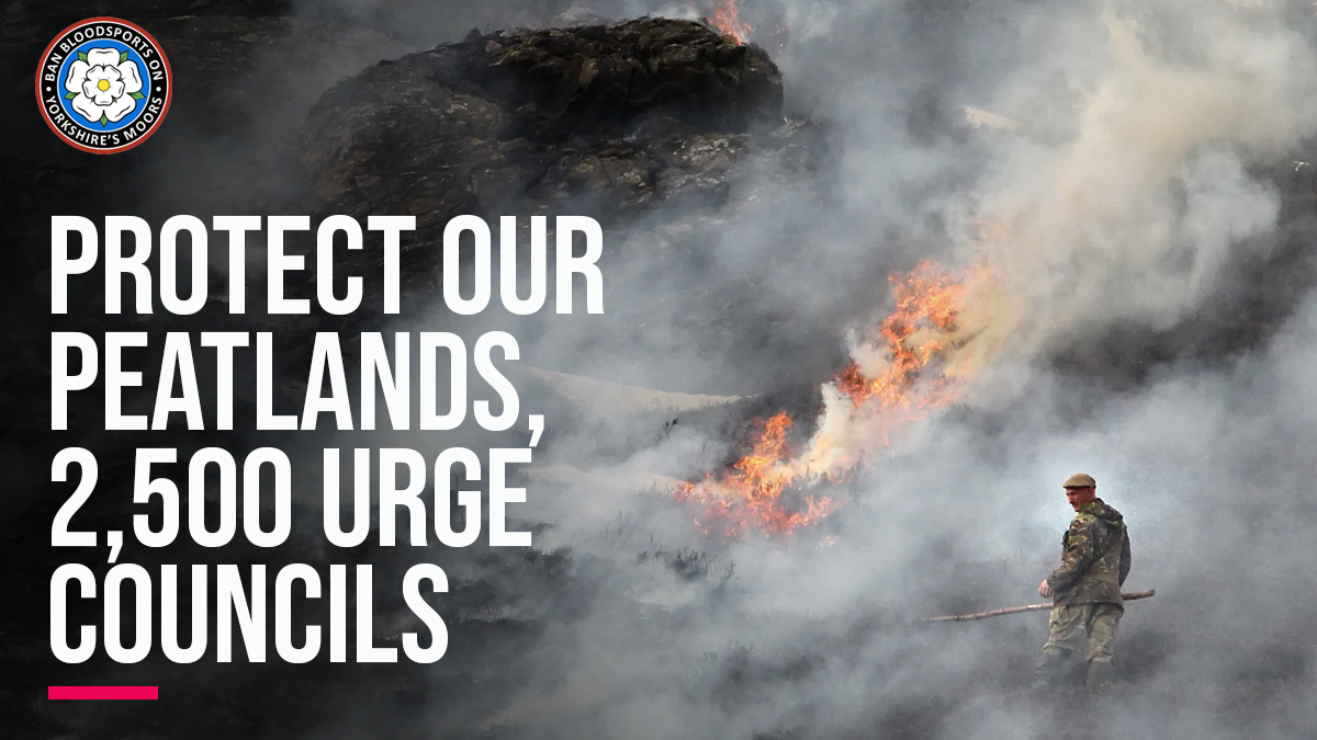 wildmoorsuk's tweet photo. With the clock counting down to the next grouse moor burning season, over 2,500 people have contacted Yorkshire's councils asking them to back a ban. 🧯🔥

🗣️ Take action to protect our peatlands: https://t.co/c4nNs9kROX https://t.co/qBET30u8wE