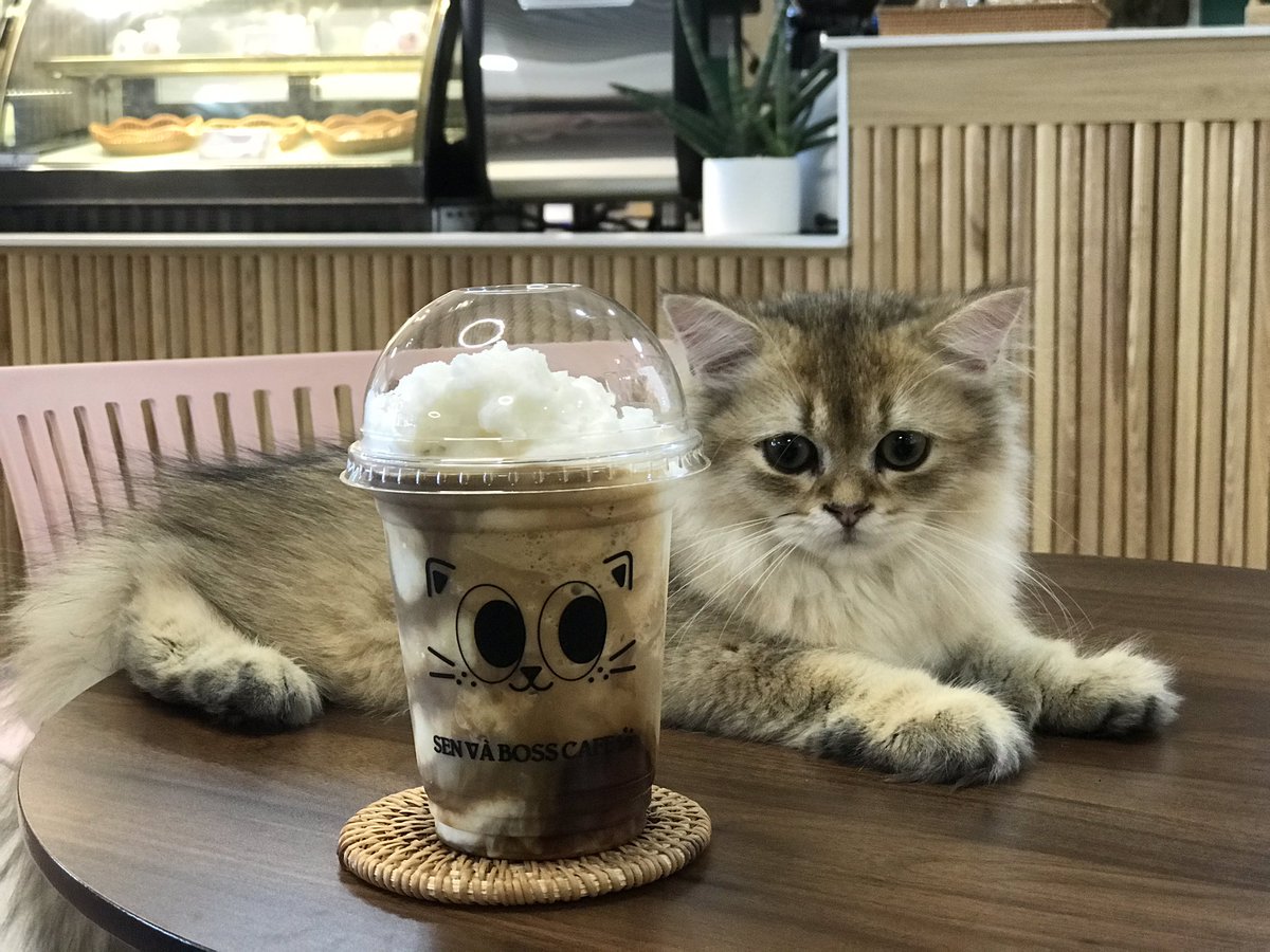 in_danang's tweet photo. ダナンのニャン子カフェ。ネゴ好きというわけでもないが、カワイイと感じてしまいました。場所は 5 Le Van Duyet.オーナーが韓国の方かな。
にゃん〜😽
#ダナンスタイル #ダナン情報 #ダナン生活 #猫カフェ #ニャンコ #mmindanang #mmblog https://t.co/hSylqo34kT