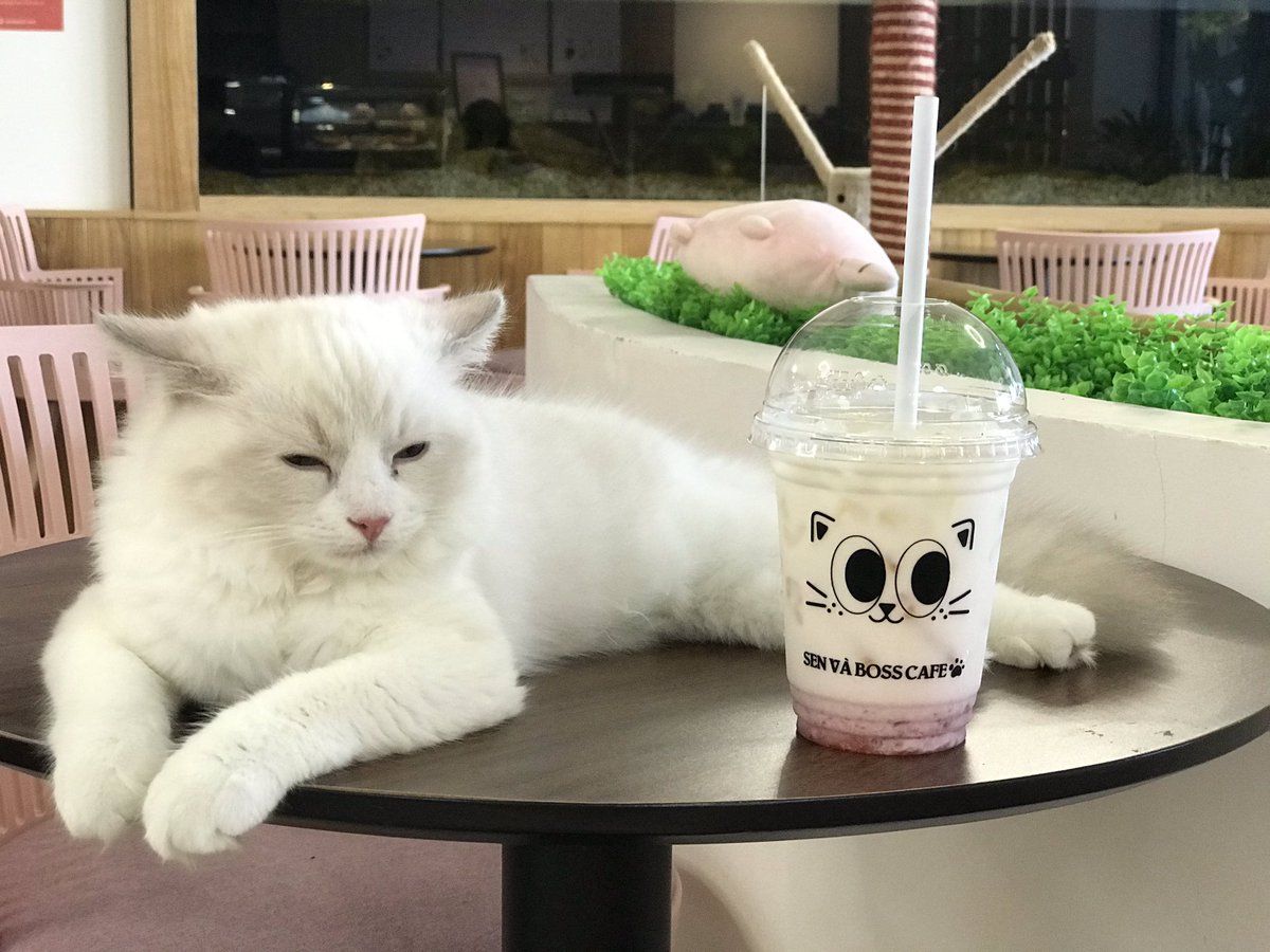 in_danang's tweet photo. ダナンのニャン子カフェ。ネゴ好きというわけでもないが、カワイイと感じてしまいました。場所は 5 Le Van Duyet.オーナーが韓国の方かな。
にゃん〜😽
#ダナンスタイル #ダナン情報 #ダナン生活 #猫カフェ #ニャンコ #mmindanang #mmblog https://t.co/hSylqo34kT