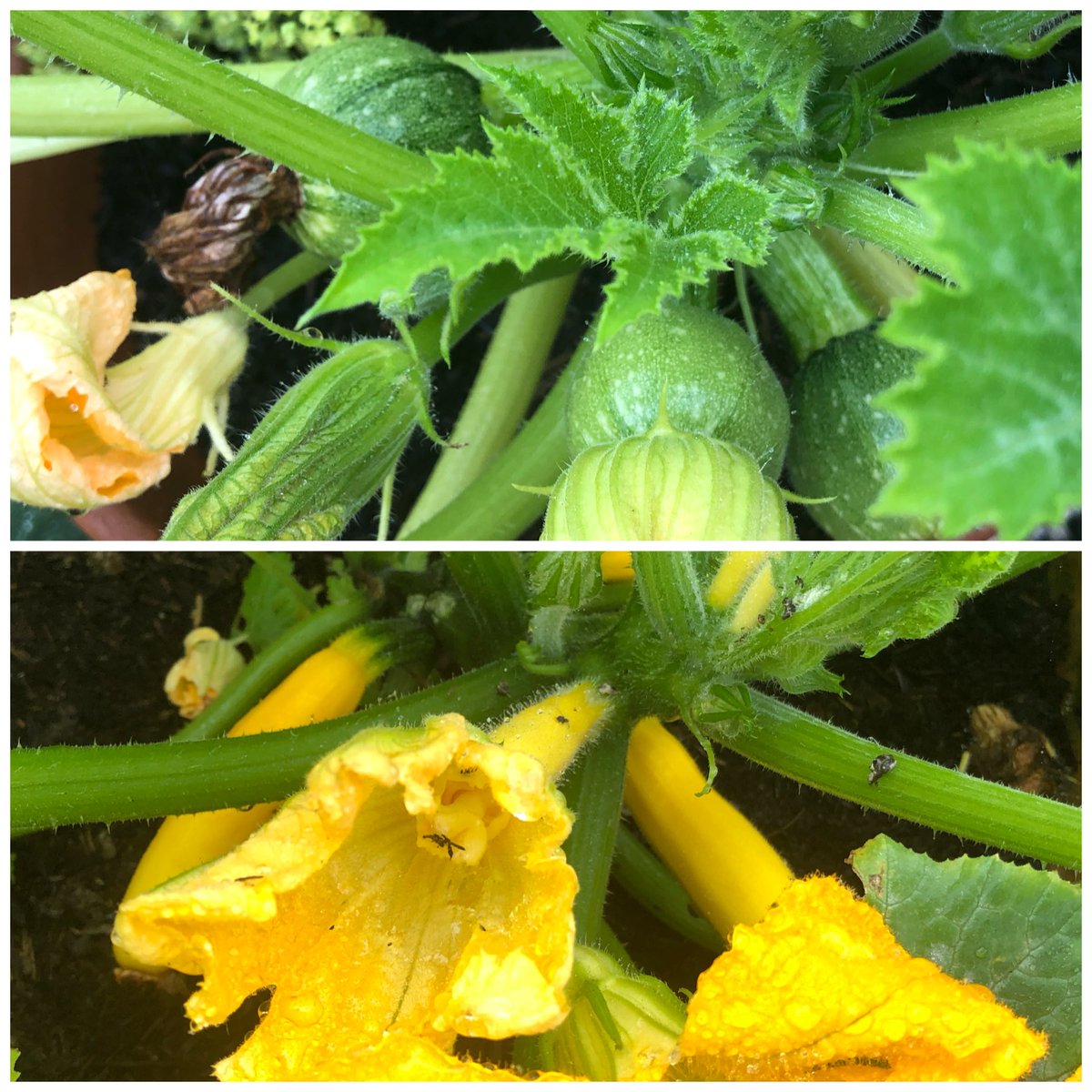 #5 of this  #SixonSaturday has to be my meagre attempts at herbs and vegetables. We’re eagerly awaiting the courgettes. Have grown them from seed for the first time this year and especially excited about the round variety!  @cavershamjj 5/6  #gyo  #Horticulture