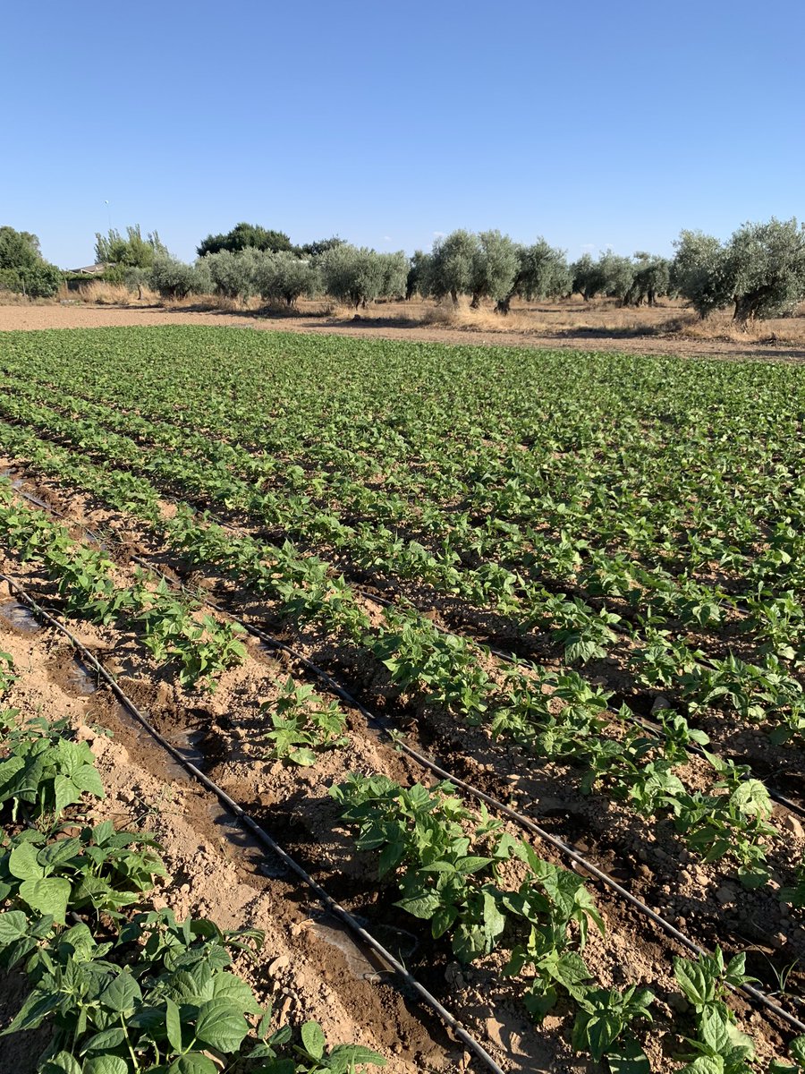 primochapi tweet picture