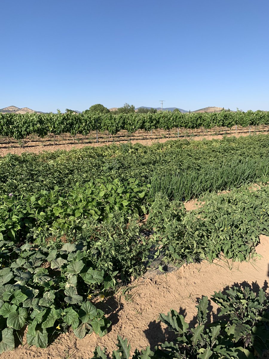 primochapi tweet picture