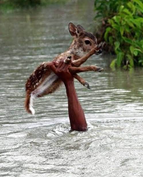 Bkrs_Rakshith's tweet photo. Real "Bahubali" of #Assam who saved a fawn from drowning. https://t.co/Wrm1Dppohk