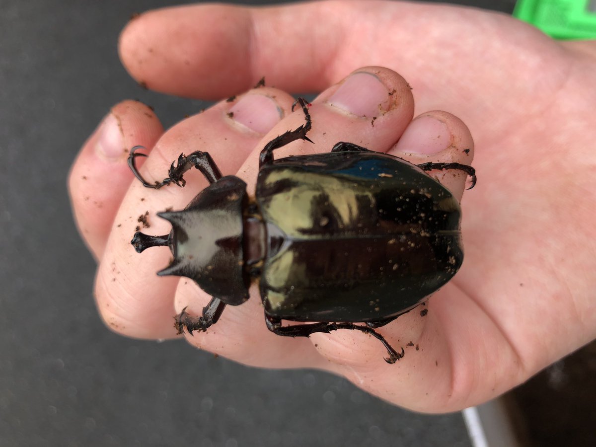 アザレア 本来のアトラスオオカブト おれが幼虫から育てたアトラスオオカブトwww