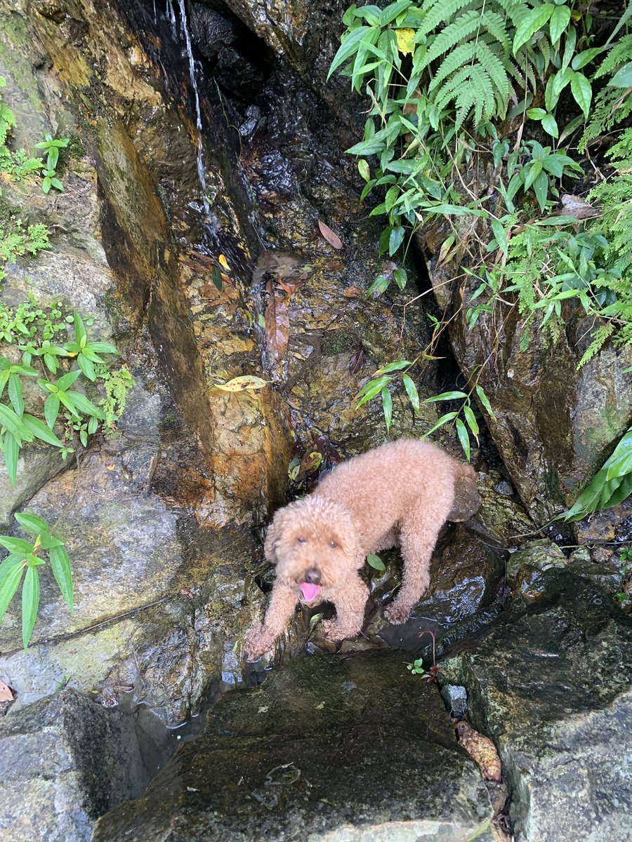 Found a tiny rock pool for Piper at least