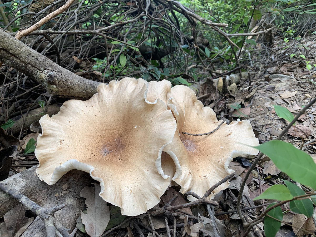 It’s so pretty here. I can’t hear any traffic at all and it’s got that lovely jungle smell. Tropical flowers in bloom and mushrooms as big as dinner plates