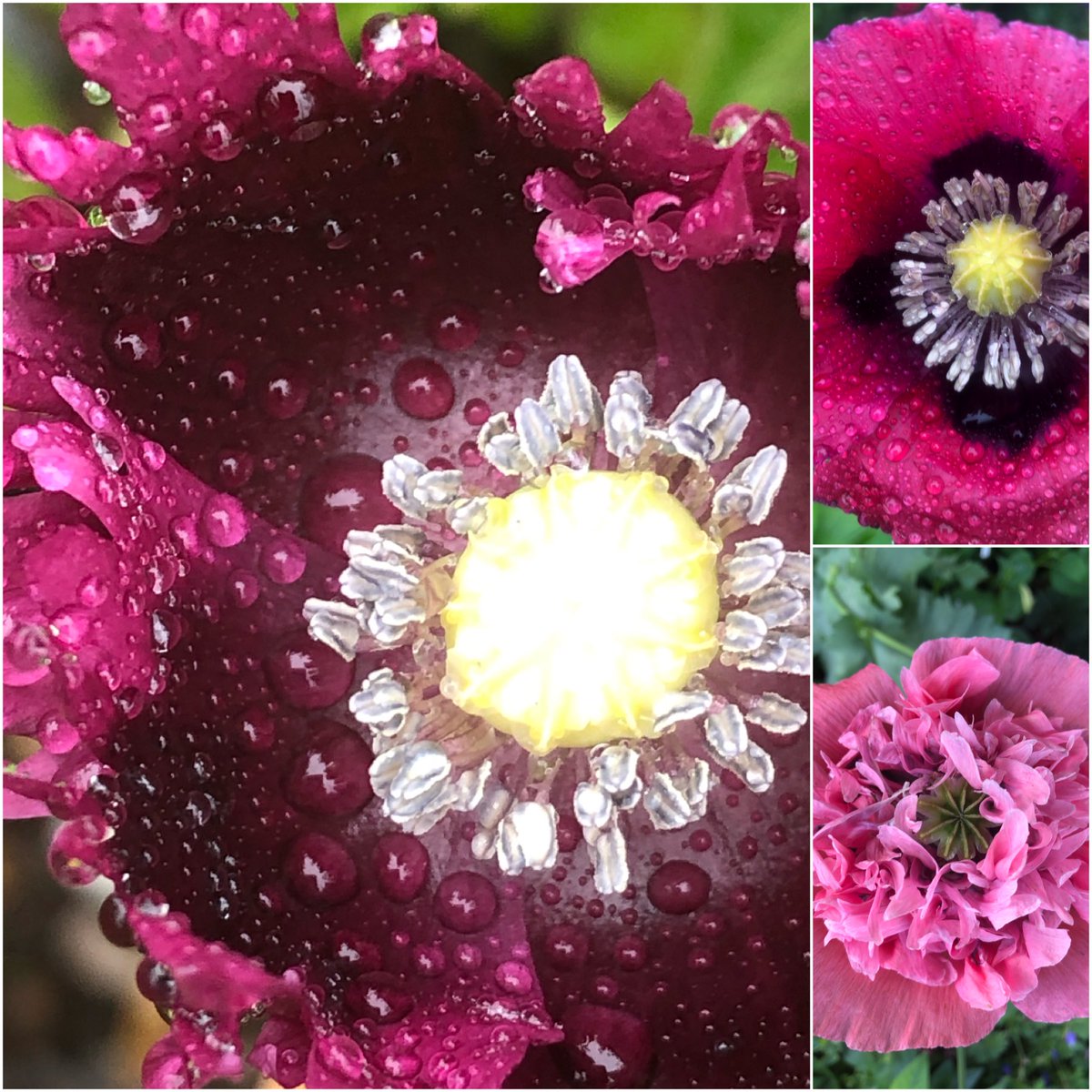 Finally (thanks for bearing with me) the sixth has to be the final blooms of the self-seeded poppies that have brought colour to the garden for many weeks now. Glistening with beads of rain this morning.  @cavershamjj  #SixonSaturday 6/6