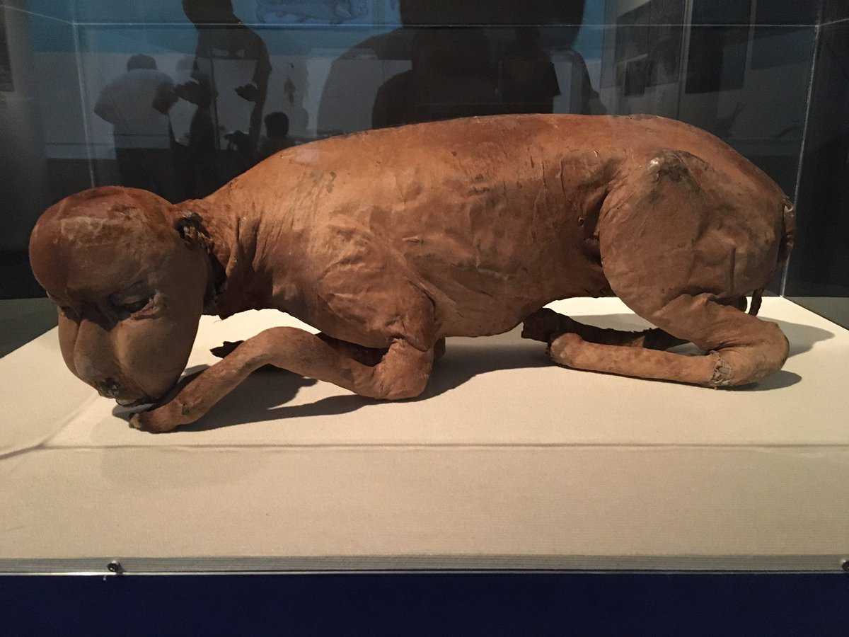 いろは 乙丙丙コンプ継続 なんか良いものないかなと探してたら 先日行った 脅威と怪異 モンスターたちは告げる で展示されていた件 くだん の復元の画像があった 唯一撮影可能 理屈はアマビエと同じなので 載せますから楽しい気持ちになりたい人