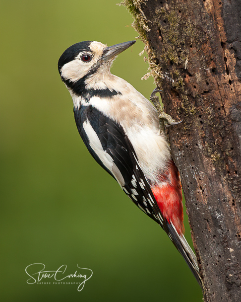 stevecush1's tweet photo. A female Great Spotted woodpecker on 18th July in 2011. #woodpecker #greatspottedwoodpecker https://t.co/oOpIuci9ml