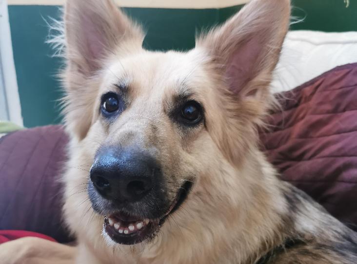 AdoptionsUk's tweet photo. Please RETWEET to help Toyah find a home #CHICHESTER 🇬🇧

Aged 2-5 looking for experienced  rural German Shepherd  home ,rural, only pet,  adults only, loves walks affectionate intelligent ❤️🐶❤️🐶❤️

https://t.co/dHTxVyXUaL

#Saturday #GermanShepherd #dogs #England #UK #pets https://t.co/4qmGuTKmHW