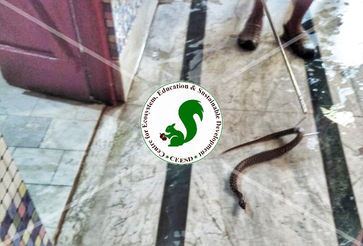 ceesdindia's tweet photo. Got a rescue call from a member of Hanuman Mandir Dhubri that their is a snake inside Mandir premises. While reaching there with the Forest staff saw a Checkered keelback was gently coiled in a corner of a shelf because everywhere was water outside the Mandir premises. https://t.co/Q2lLi2sJ2i