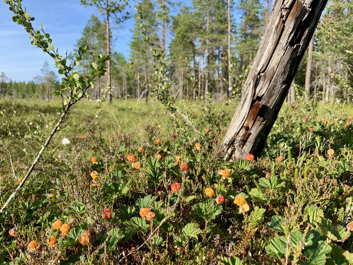 Dagar med guldjakt i hembygden
#tavelsjö