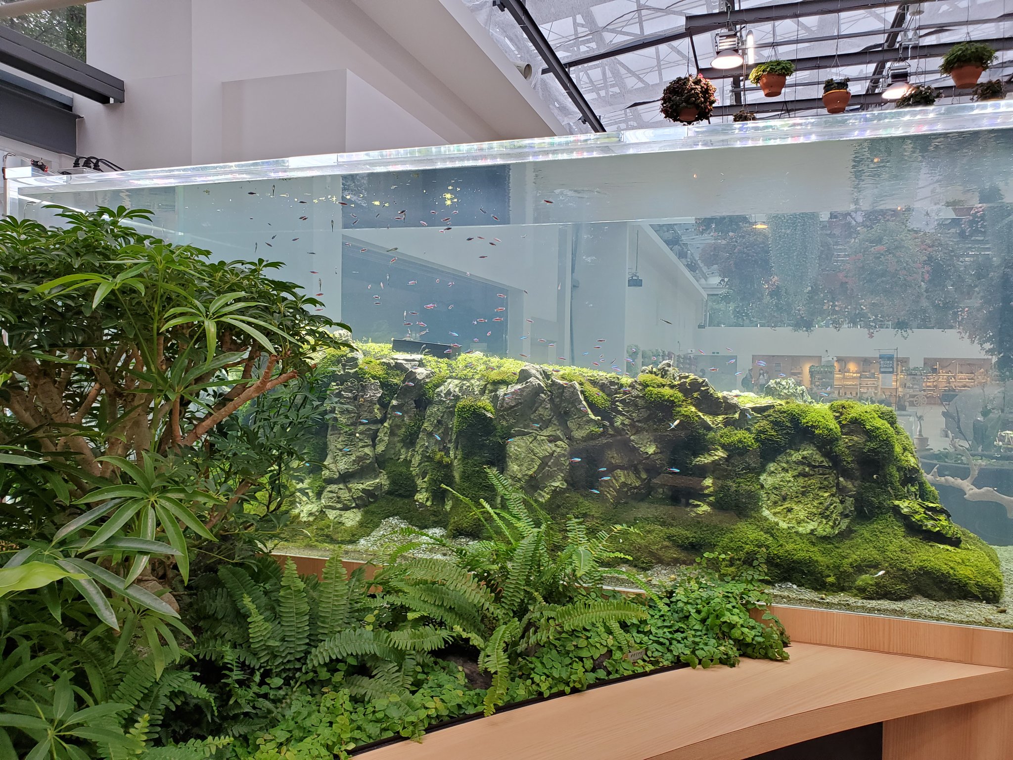 تويتر めｎち على تويتر 東京は Hana Biyori 行った 植物園と映像美系の融合施設 その中のスターバックスに横3mの ショートサイズ水槽 横8mのグランデサイズ水槽あり カワウソもいるよ 入館料10円の高級スタバですが お洒落さはベンティカフェモカ