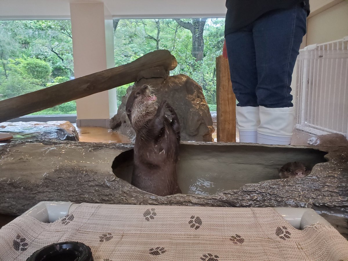 めnち Sur Twitter 東京は Hana Biyori 行った 植物園と映像美系の融合施設 その中のスターバックスに横3mのショートサイズ 水槽 横8mのグランデサイズ水槽あり カワウソもいるよ 入館料10円の高級スタバですが お洒落さはベンティカフェモカキャラメル めnち Sur Twitter 東京は Hana Biyori 行った 植物園と映像美系の融合施設 その中のスターバックスに横3mのショートサイズ 水槽 横8mのグランデサイズ水槽あり カワウソもいるよ 入館料10円の高級スタバですが お洒落さはベンティカフェモカキャラメル