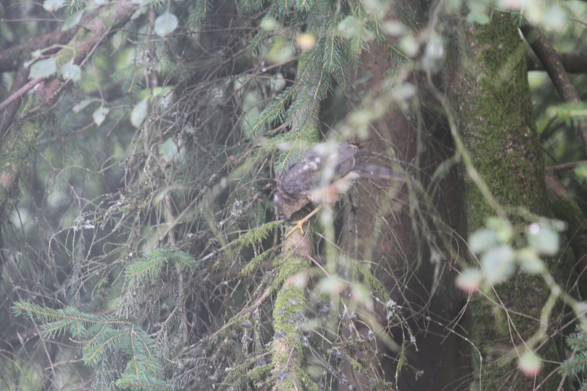 Dr. rer. nat. W. Meier-Augenstein, FRSC tweet media