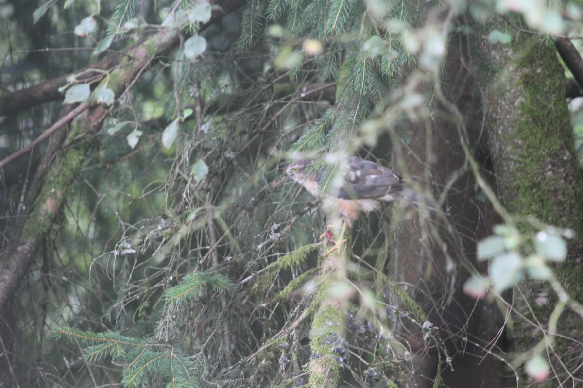 Dr. rer. nat. W. Meier-Augenstein, FRSC tweet media