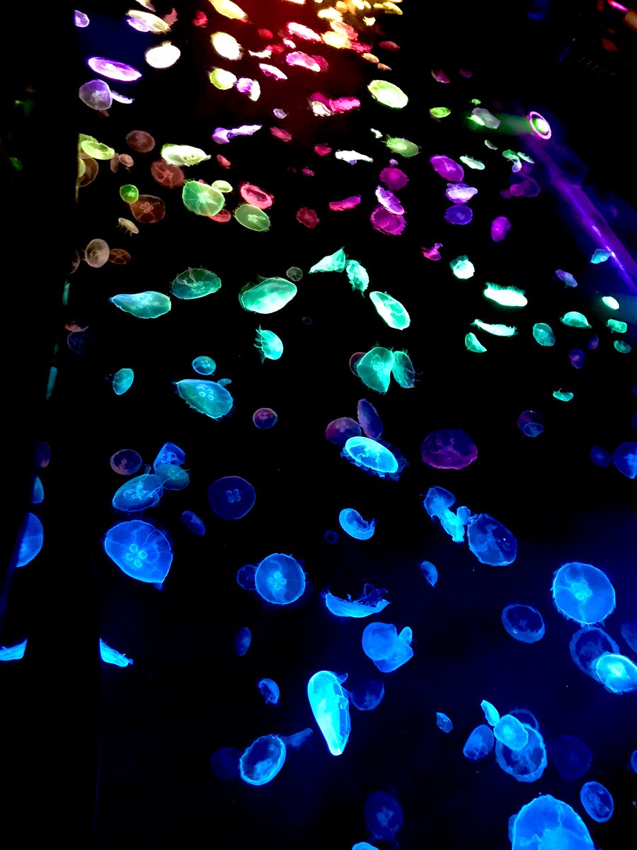 クラゲ 真珠のイラスト