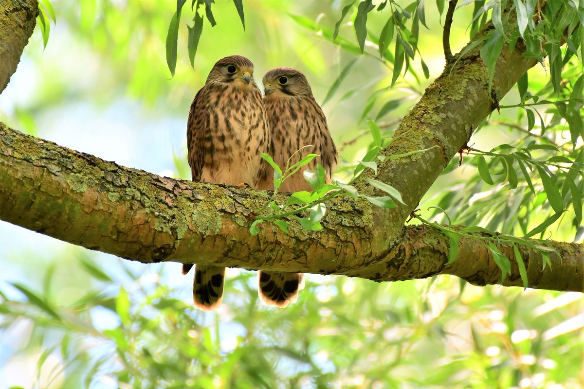 LeeWakefield9's tweet photo. Lovely juvenile kestrels https://t.co/9hCTBLlPVH