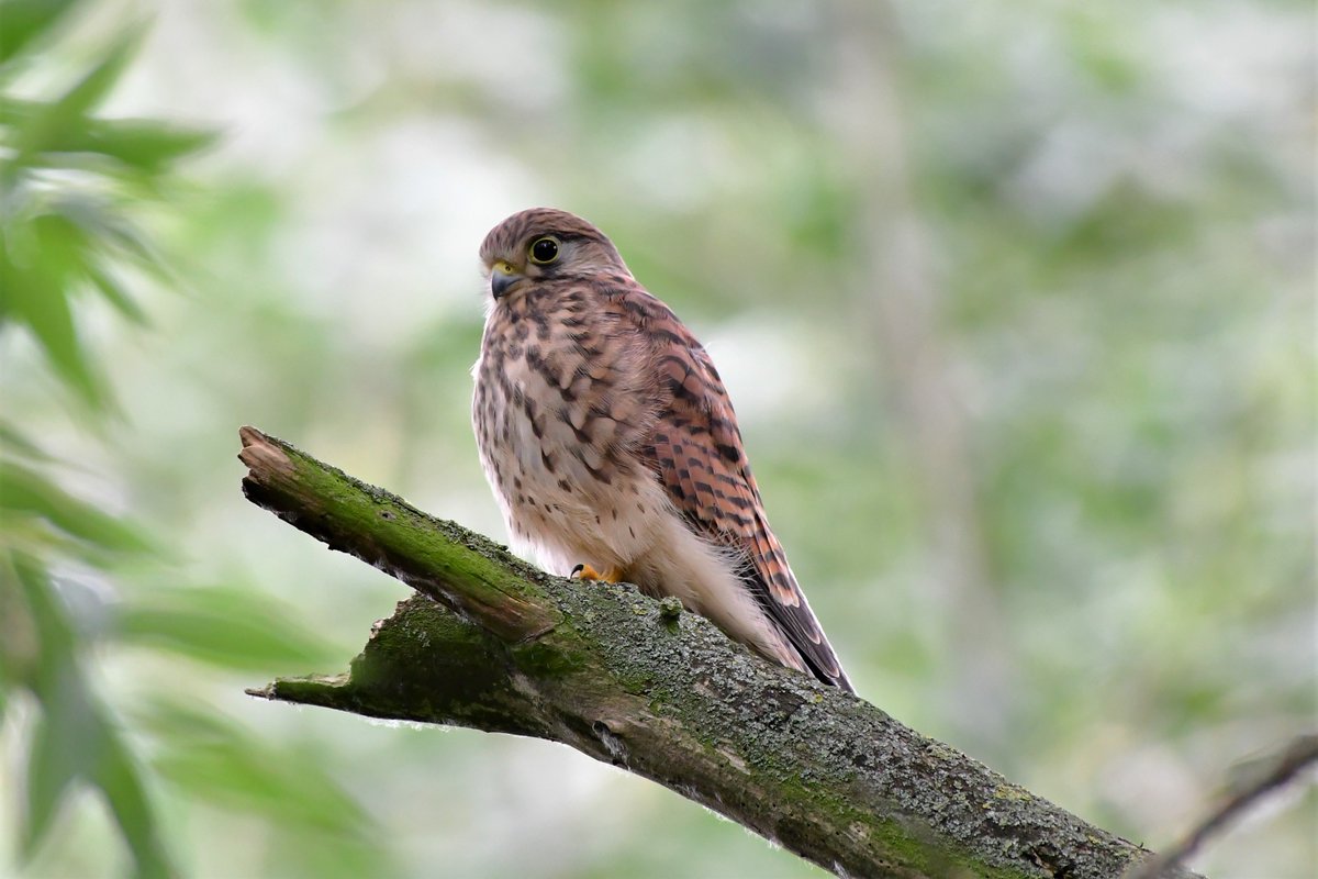 LeeWakefield9's tweet photo. another kestrel from Dagenham essex https://t.co/gox3W6pwEI