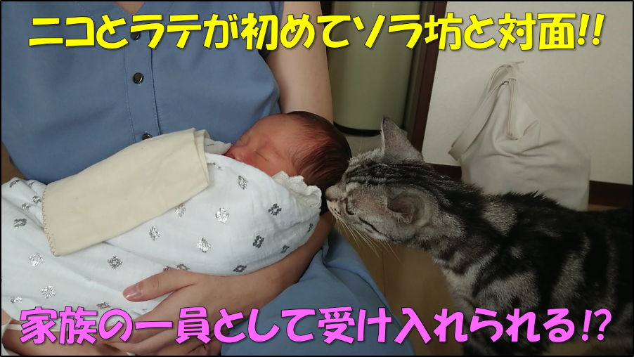 NICO_cat1205's tweet photo. ニコラテ新シリーズ
【愛猫たちと我が子が初めて出会った日】
の1本目の動画です！

愛猫たちと我が子が初めて出会う瞬間 
～新生児の赤ちゃんと飼い猫の顔合わせ対策～
https://t.co/rldQuUiP6l

#赤ちゃんのいる生活 #猫のいる暮らし https://t.co/qqun4XjwDh