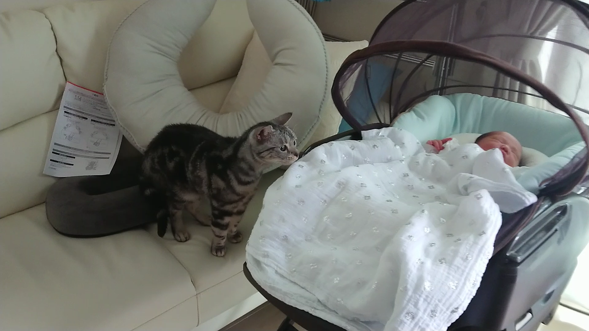 NICO_cat1205's tweet photo. ニコラテ新シリーズ
【愛猫たちと我が子が初めて出会った日】
の1本目の動画です！

愛猫たちと我が子が初めて出会う瞬間 
～新生児の赤ちゃんと飼い猫の顔合わせ対策～
https://t.co/rldQuUiP6l

#赤ちゃんのいる生活 #猫のいる暮らし https://t.co/qqun4XjwDh