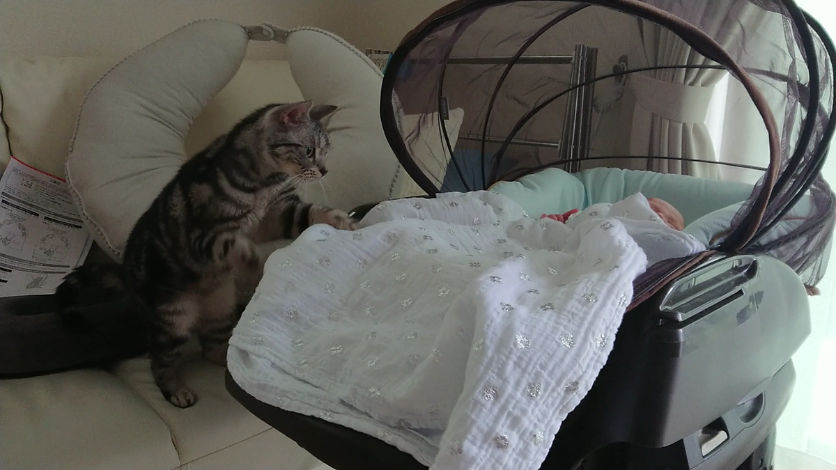NICO_cat1205's tweet photo. ニコラテ新シリーズ
【愛猫たちと我が子が初めて出会った日】
の1本目の動画です！

愛猫たちと我が子が初めて出会う瞬間 
～新生児の赤ちゃんと飼い猫の顔合わせ対策～
https://t.co/rldQuUiP6l

#赤ちゃんのいる生活 #猫のいる暮らし https://t.co/qqun4XjwDh