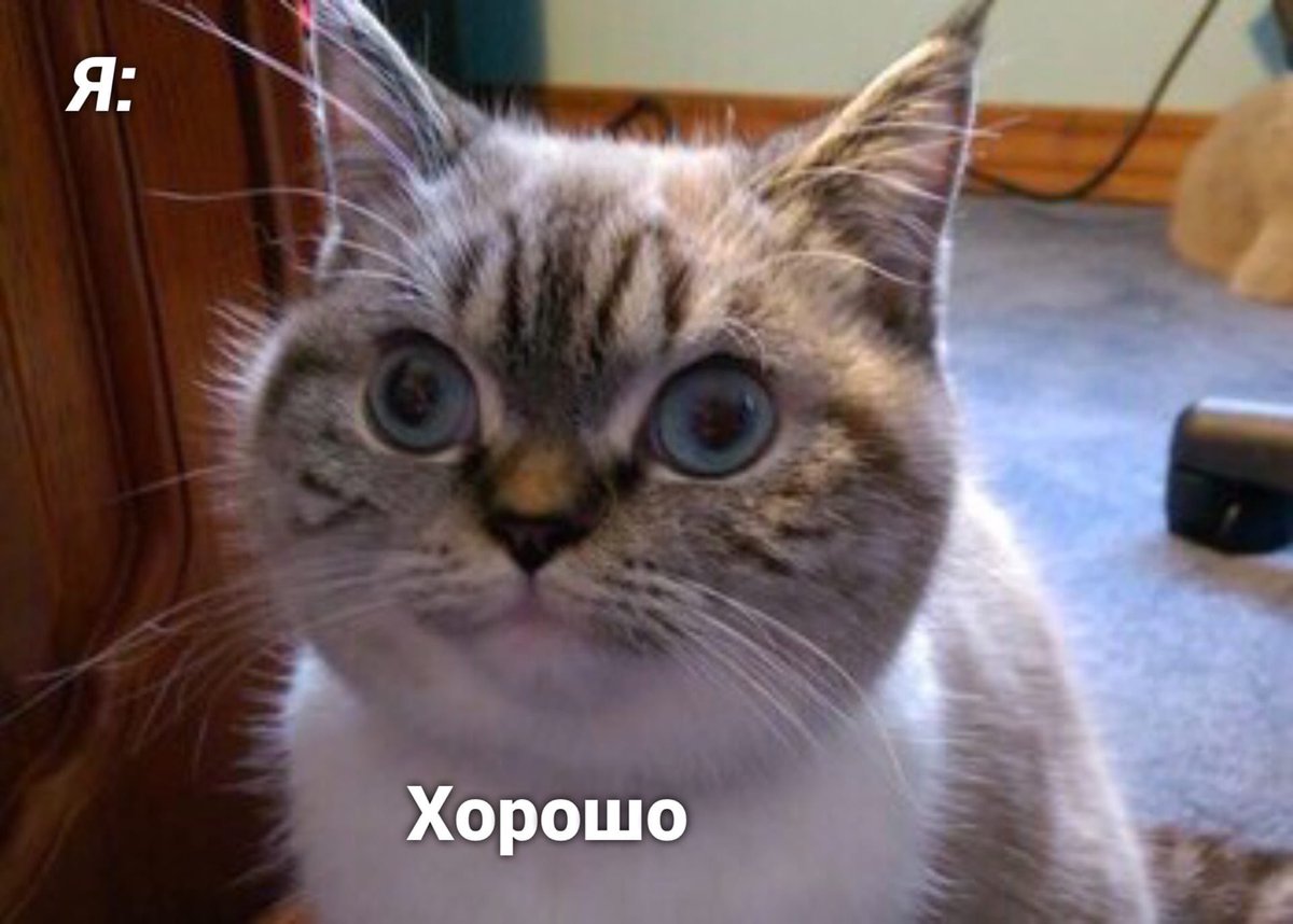 vzrosly_content's tweet photo. Моё любимое https://t.co/vB71kdA6sX