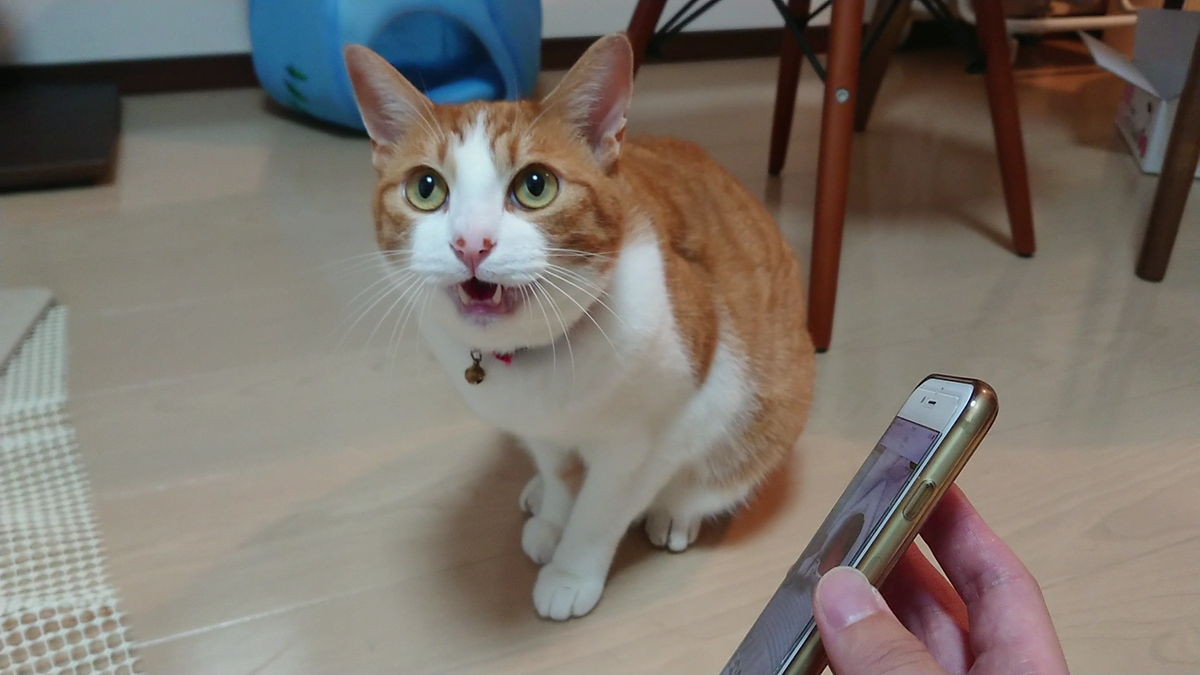 NICO_cat1205's tweet photo. ニコラテ新シリーズ
【愛猫たちと我が子が初めて出会った日】
の1本目の動画です！

愛猫たちと我が子が初めて出会う瞬間 
～新生児の赤ちゃんと飼い猫の顔合わせ対策～
https://t.co/rldQuUiP6l

#赤ちゃんのいる生活 #猫のいる暮らし https://t.co/qqun4XjwDh