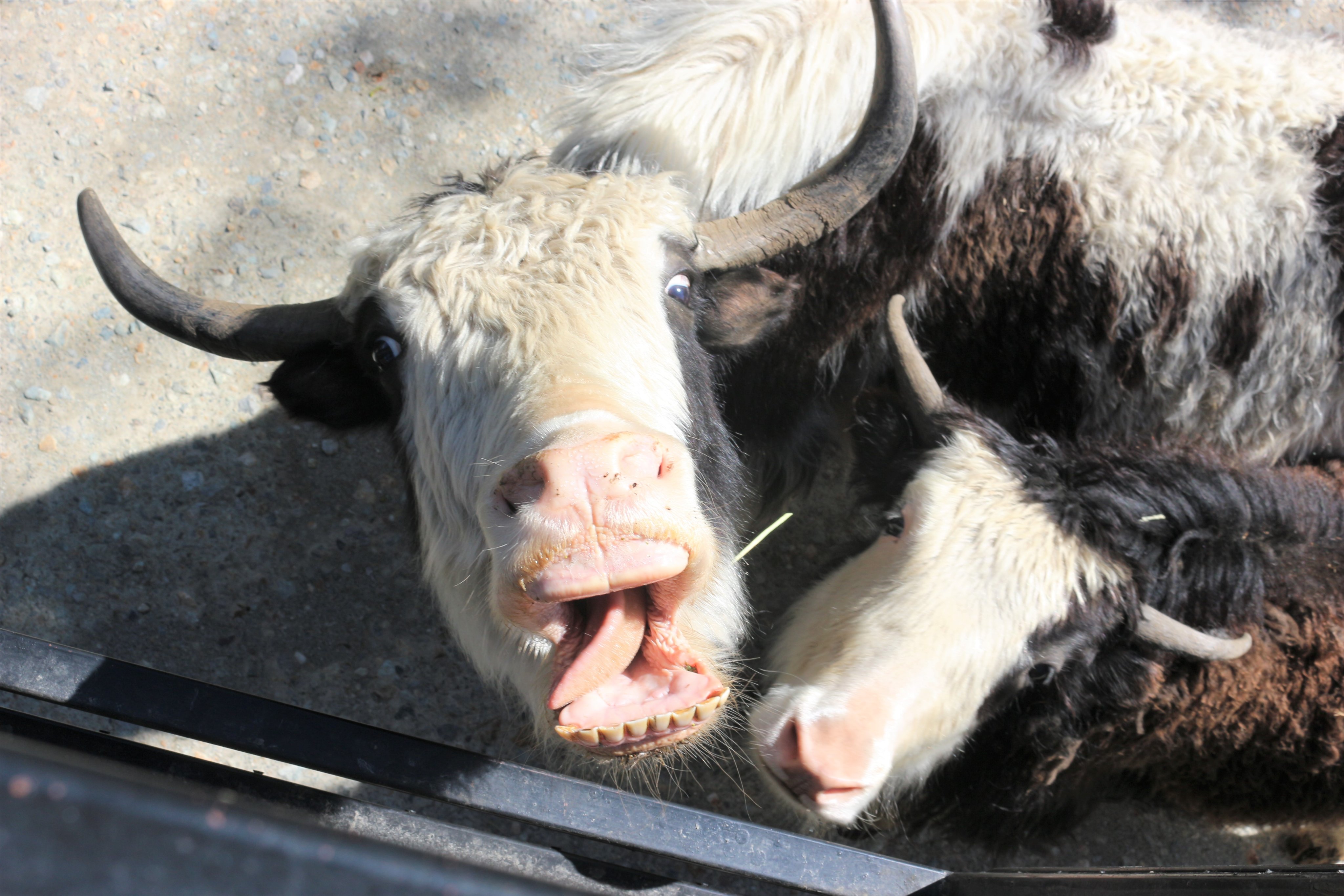 توییتر 那須サファリパーク در توییتر ヤクは 標高4000m 6000m程の山岳地帯などに生息するウシ科の動物です 標高が高いところに生息しているため 同じサイズのウシ科の動物と比べると 心臓の大きさが約 ヤク 1 4倍 肺の大きさが約 ヤク 2倍あります 那須