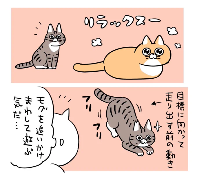 おいかけっこしてよく遊んでます。#テチモグ日記 #テッチャン日記 