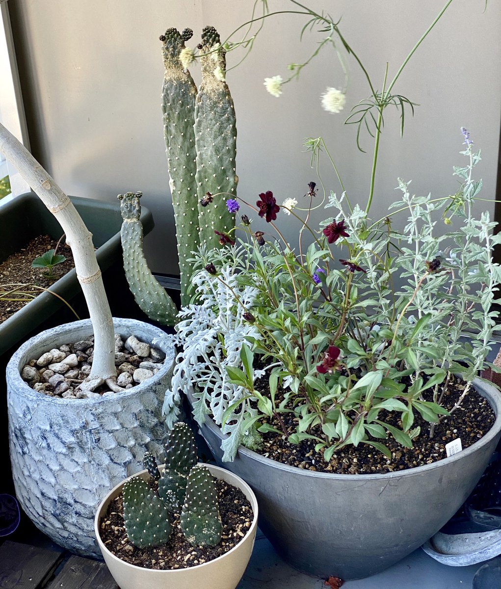 marumaruscan's tweet photo. Today, the wind is nice, and I work on the balcony. Before the children awake from a nap.
And my colleagues.
#workstyle #balcony #nicewind #ipadpro #illustrationwork #Illustrator #freelance #planting https://t.co/bM9cY7sOua