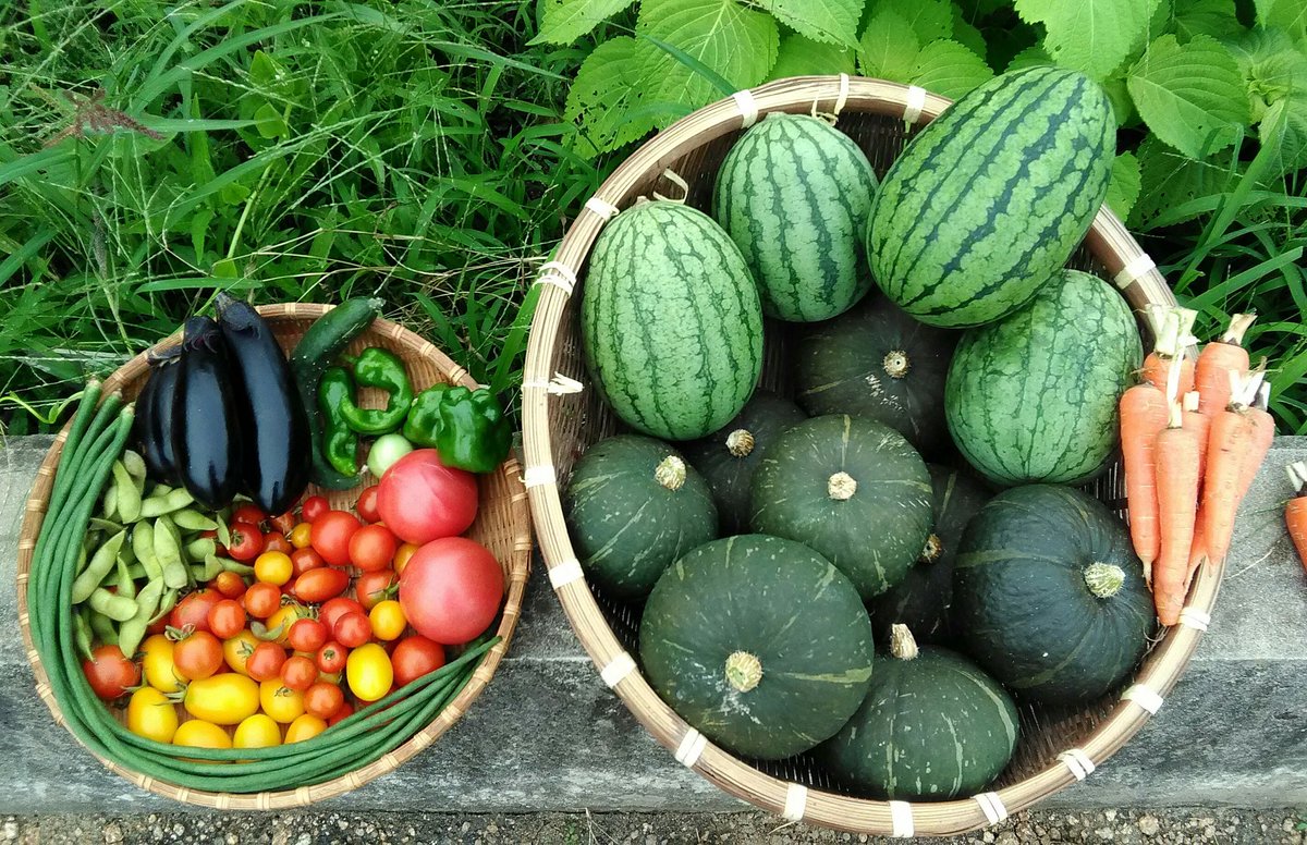 たべまい Twitterissa 本日の収穫 坊ちゃんかぼちゃ 小玉ｽｲｶ ﾊﾆｰﾌﾞﾗｯｸ 紅しずく ﾏﾀﾞｰﾎﾞｰﾙ 人参 長なす 三豊なす 大玉ﾄﾏﾄ 中玉ﾄﾏﾄ ﾐﾆﾄﾏﾄ 甘とう美人 ﾋﾟｰﾏﾝ ささげ 枝豆 ミニかぼちゃ 撤去の為全収穫2苗で10個 ｽｲｶもﾂﾙがｲｯﾁｬｯﾃﾙﾉ収穫 残り2つ 家庭菜園