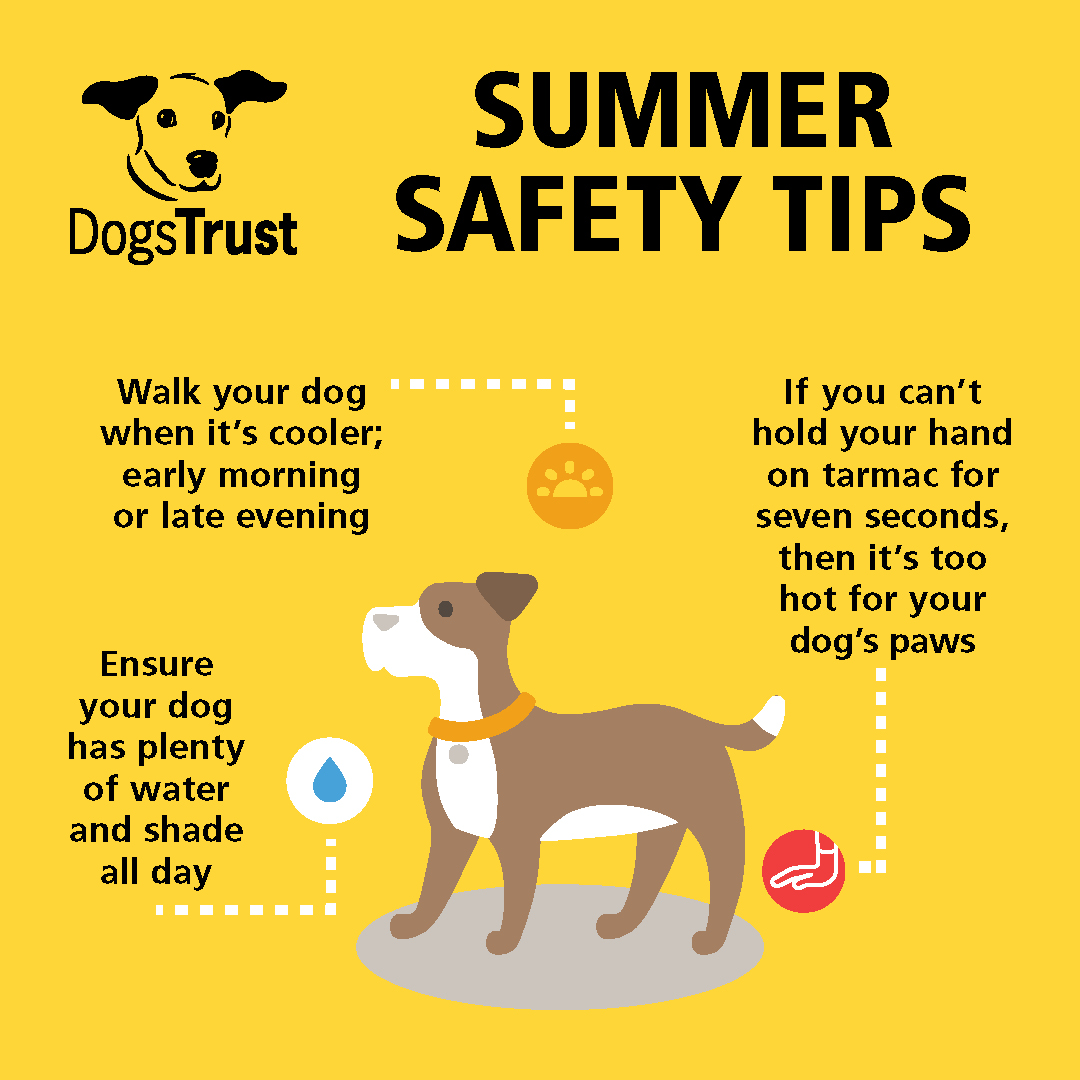 DogsTrust's tweet photo. Reminder ⚠️
Keep your dogs cool and safe in the heat ☀️💦
Check out our summer safety tips and more advice 👉 https://t.co/WabhyE58DK https://t.co/2dKPCJO5rg