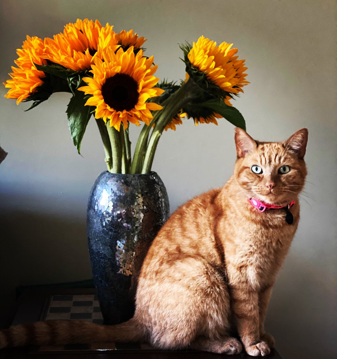 JessicaRingrose's tweet photo. Three monthship after being hit by a car and having hip repair surgery Rocky is doing remarkably well! Thanks to #supervet #EirikKvale for his incredible work patching up our beloved feline friend! #catrecovery #CatsOnTwitter #academiccats #Caturday @fitzpatrickref 🌻🧡😻 https://t.co/MRdfvSv6DB