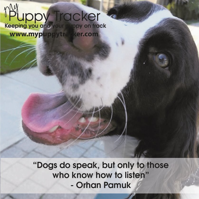 PuppyTracker's tweet photo. Learn what your dog is saying by watching their facial expressions and body language. You'll be surprised how much they're telling you!
#DogListener #LovePuppies #HeartDogs https://t.co/tiD8dxlTDX