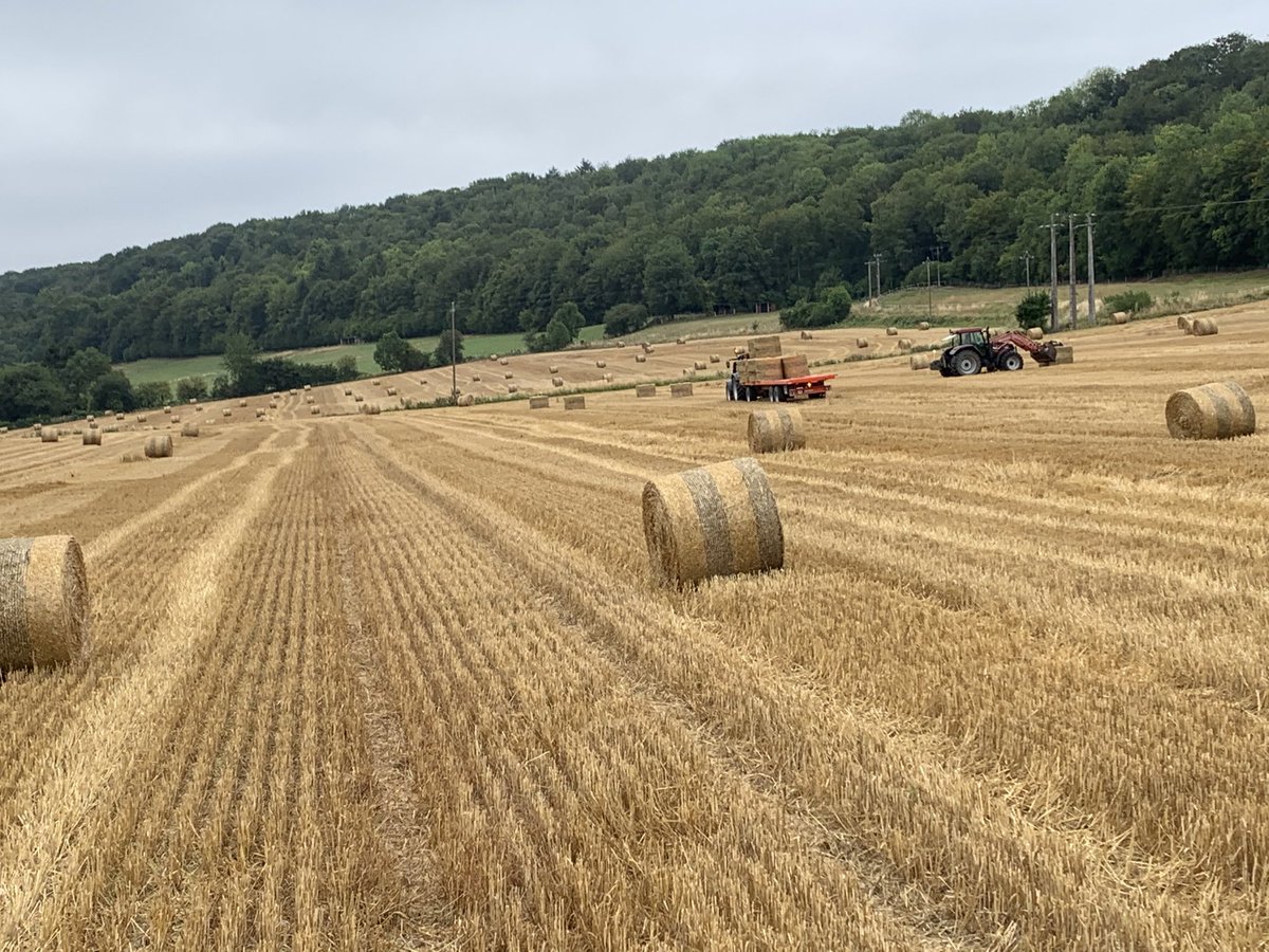 paulmahieux's tweet photo. On prépare la litière de l’année prochaine de nos #cochon sur paille #CeuxQuiFontLaViande #ventedirect https://t.co/ZJUiL9HWf2