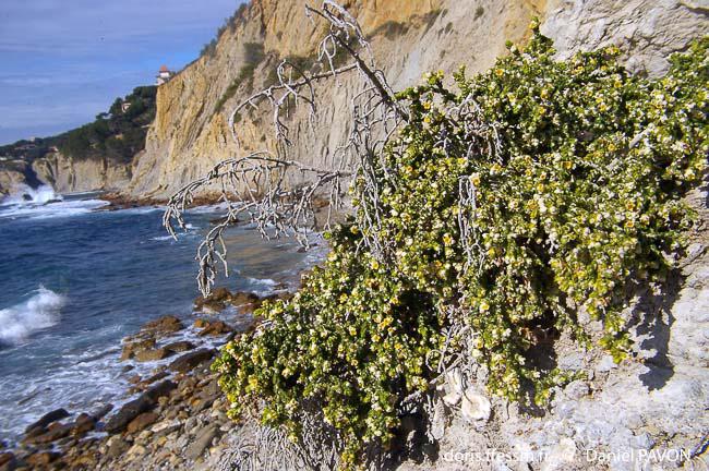 DORIS_ffessm's tweet photo. Un arbrisseau étonnant (et toxique!) poussant sur le littoral rocailleux a dorénavant sa fiche détaillée : la passerine hérissée
LAMARE Véronique, PAVON Daniel in : #DORIS, 17/07/2020 :
Thymelaea hirsuta (L.) Endl., https://t.co/iVrKo9se3h
#Angiospermes #végétaux #biodiversite https://t.co/6reGsDg6Hk