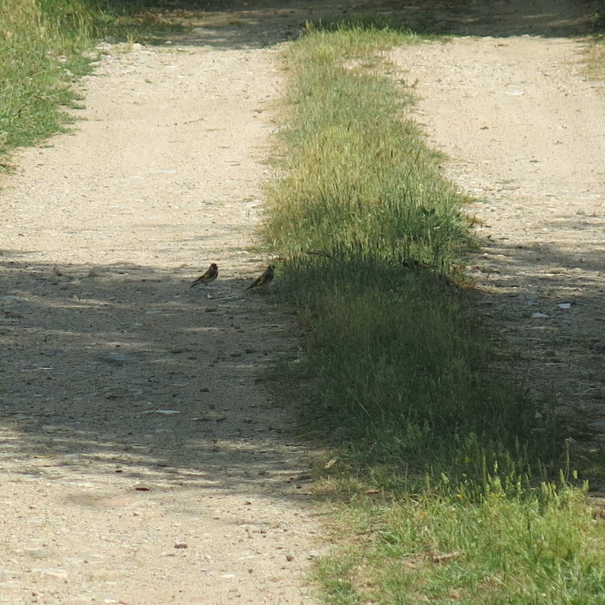 fabrega_sonia's tweet photo. Cardines o caderneres (Carduelis Carduelis). També hi havia els petits, tot i que no els hi he pogut fer foto!
@birdcatalunya @OcellsG @FitorGavarres
#ocells #celleradeter #ribesdelter https://t.co/G9bey6iJhA