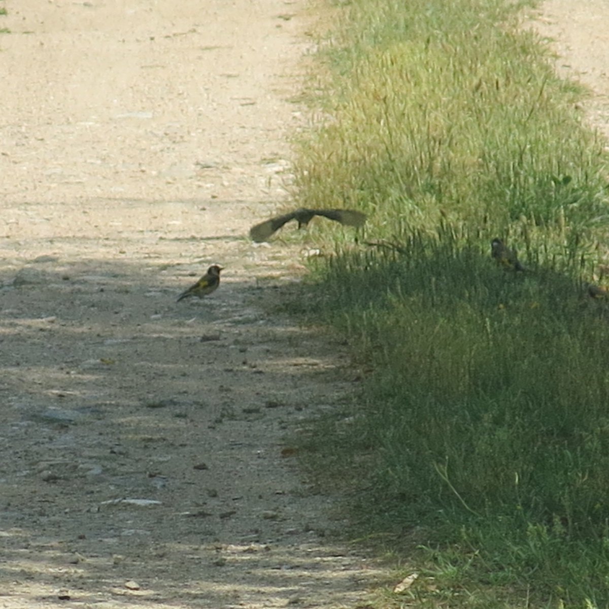 fabrega_sonia's tweet photo. Cardines o caderneres (Carduelis Carduelis). També hi havia els petits, tot i que no els hi he pogut fer foto!
@birdcatalunya @OcellsG @FitorGavarres
#ocells #celleradeter #ribesdelter https://t.co/G9bey6iJhA