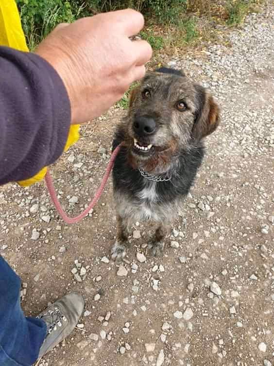 Please RT to help me find a furever  home.
You'll find all  my details and how to apply here
findingfureverhomes.org.uk/dogs/balto/