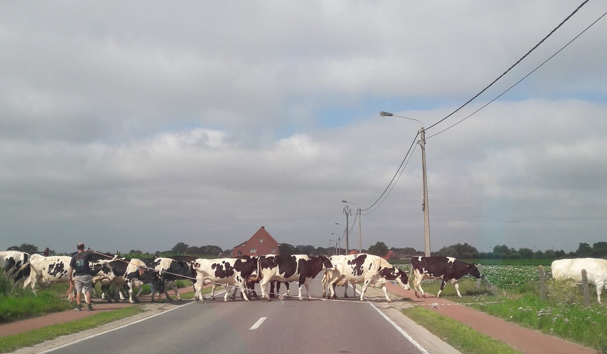 Dirk_Raes's tweet photo. vakantie-in-eigen-land of #stayvacation levert soms zuiders aandoende beelden ... vanmorgen transhumance i/d #IJzervallei https://t.co/WlXDJCYhjR