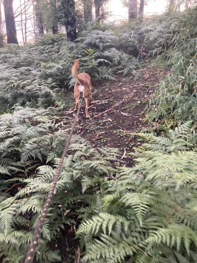 WombatOnPatrol's tweet photo. When the red dog gets on a scent, I just keep the rope tight &amp; follow. She was in the zone this afternoon. Dragged me around for 20 minutes, I was expecting a rabbit or fox to bolt out any second. No, she found a cat claw. I was too polite to ask ‘is that all?’ https://t.co/MNTVtJebKo