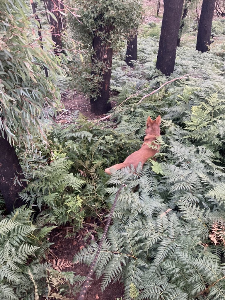 WombatOnPatrol's tweet photo. When the red dog gets on a scent, I just keep the rope tight &amp; follow. She was in the zone this afternoon. Dragged me around for 20 minutes, I was expecting a rabbit or fox to bolt out any second. No, she found a cat claw. I was too polite to ask ‘is that all?’ https://t.co/MNTVtJebKo