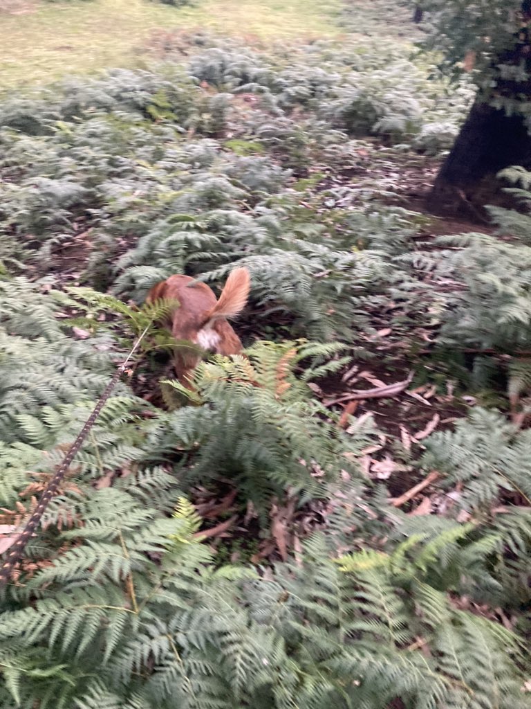 WombatOnPatrol's tweet photo. When the red dog gets on a scent, I just keep the rope tight &amp; follow. She was in the zone this afternoon. Dragged me around for 20 minutes, I was expecting a rabbit or fox to bolt out any second. No, she found a cat claw. I was too polite to ask ‘is that all?’ https://t.co/MNTVtJebKo