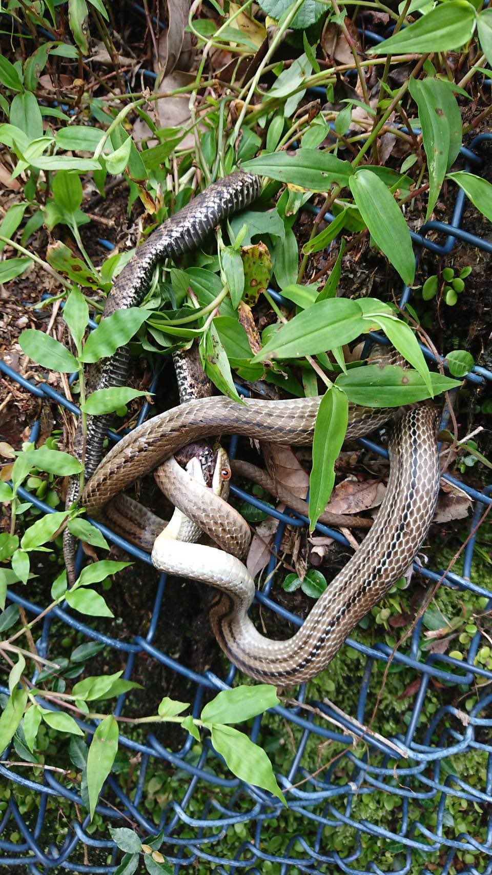 裏terra ヘビ画像 閲覧注意 箕面の滝に行って来たという風見鶏 F112 Joy 女史から送られて来た写真 共喰いだってコメント付きだったけど違う よく見たらシマヘビがマムシを喰ってる こんなこともあるんだ ヘビ界の下克上